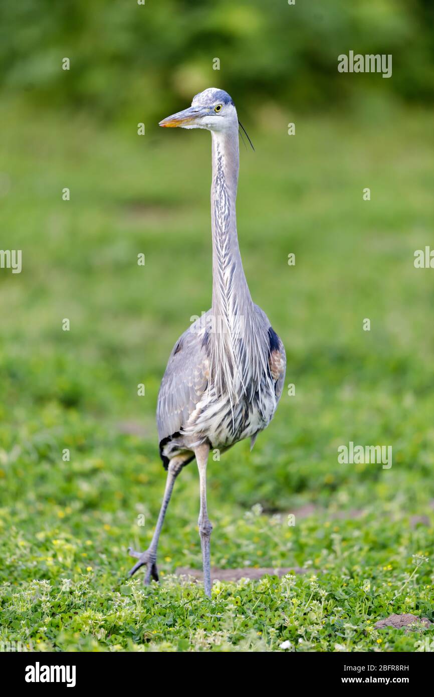 Großer Blauer Reiher, Jugendlicher. Stockfoto