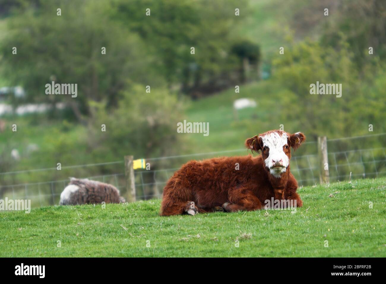 Ein Ochsen aus der Chevin-Herde von Highland-Rindern, ruhend am späten Nachmittag, Otley, Leeds, Großbritannien 15-04-2020 Stockfoto