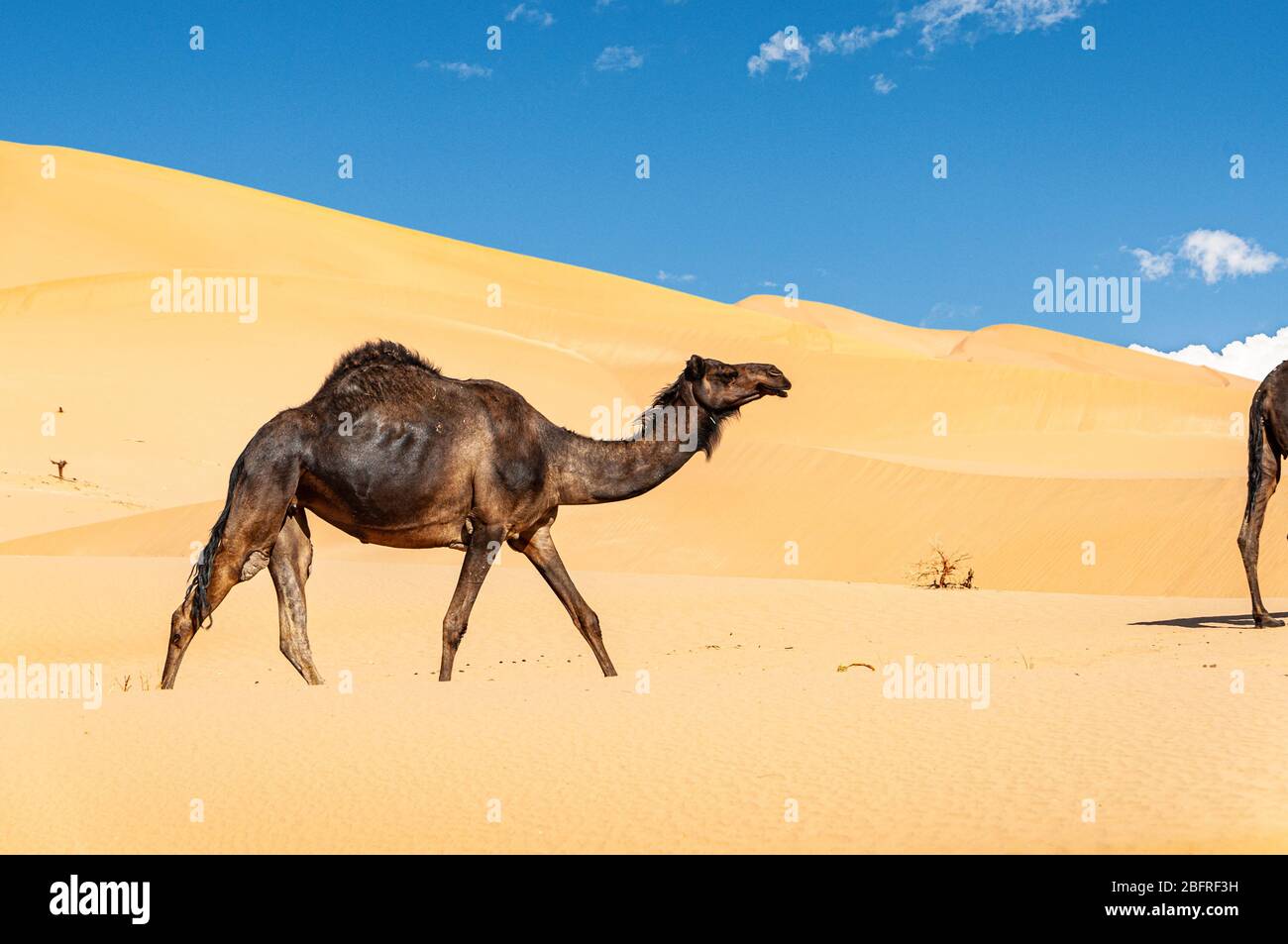 Gruppe von Dromedaren in der wunderschönen Omani Rub al-Chali Wüste Stockfoto