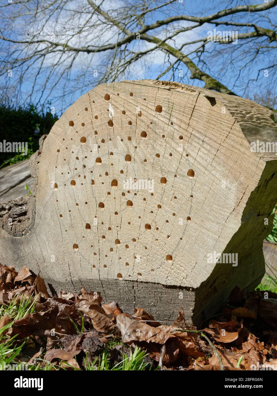 Insektenhotel, das durch Bohrungen unterschiedlicher Größe in einem großen Stück Holz, Teil einer gefallenen, gesägten Zeder, Wiltshire Garden, Großbritannien, April, geschaffen wurde. Stockfoto