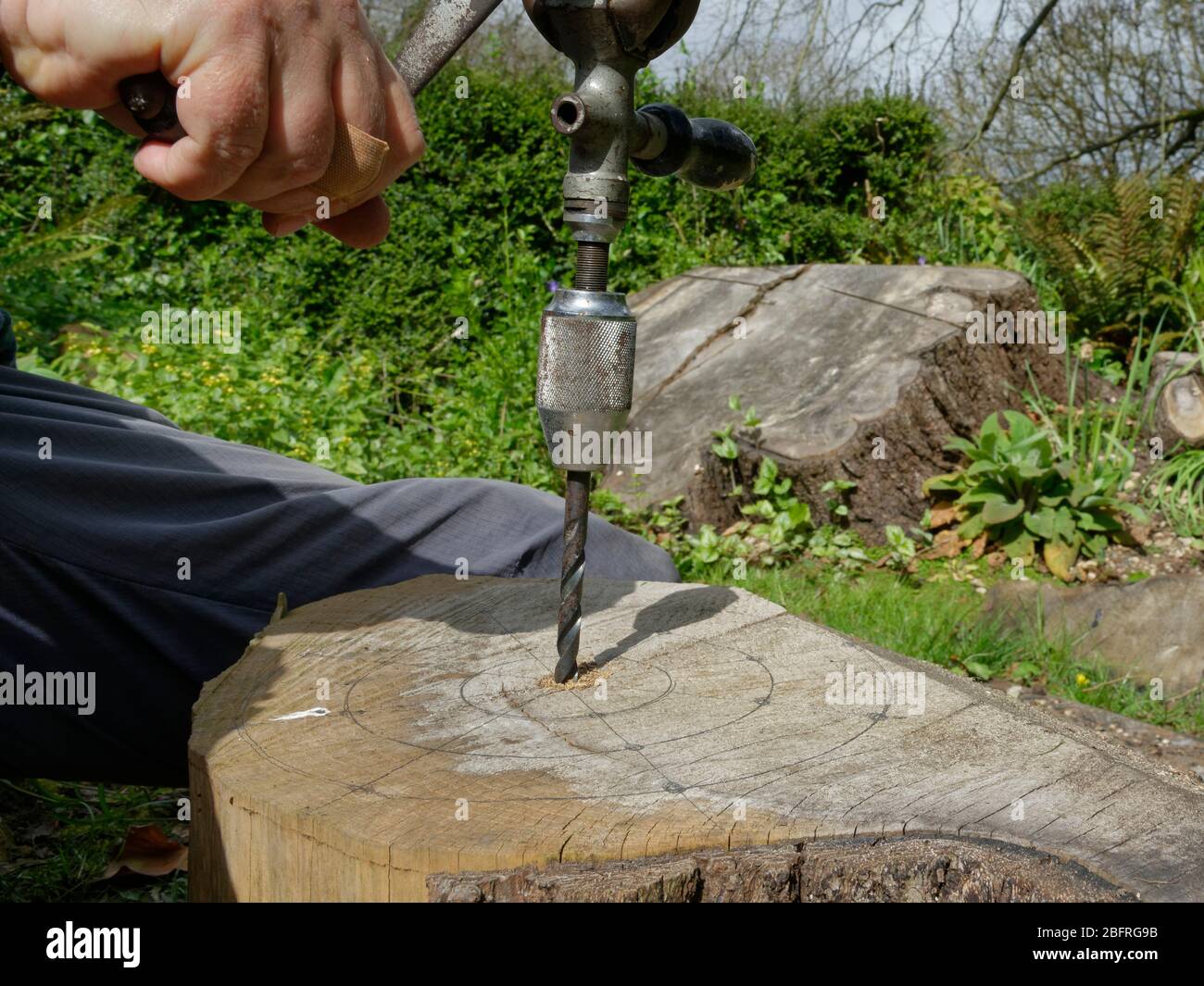 Insektenhotel, das durch Bohren von Löchern in ein großes Stück Holz geschaffen wird, bevor es aufrecht steht, Wiltshire Garden, Großbritannien, April. Stockfoto