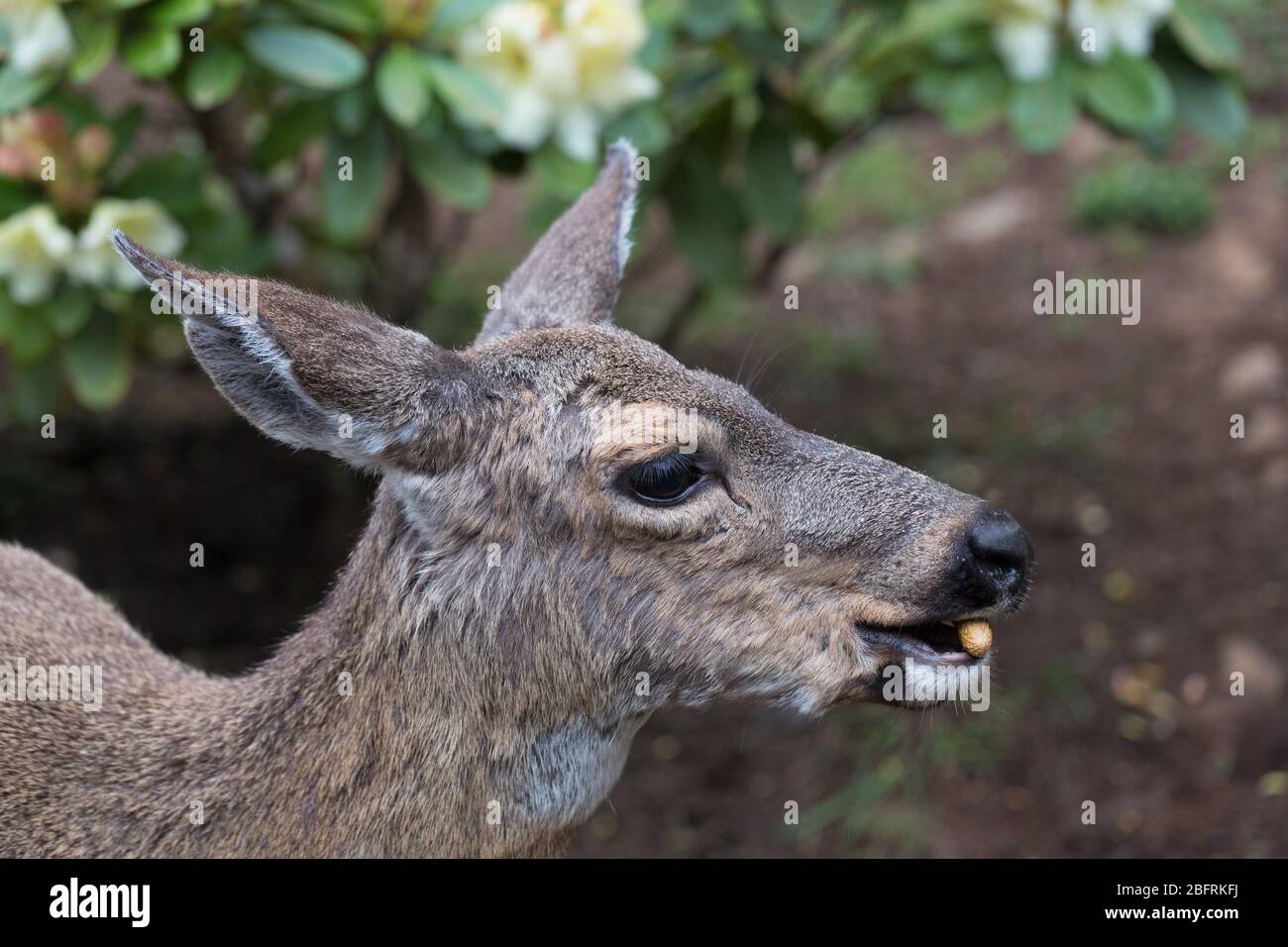 Ein Reh, der eine Erdnuss isst, aus nächster Nähe. Stockfoto