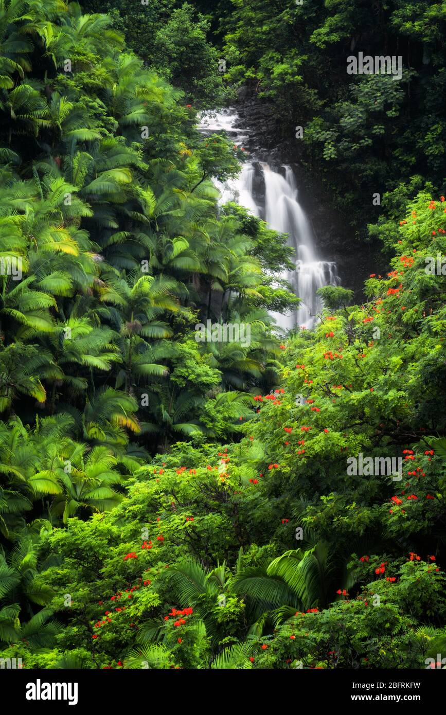 Der saisonale Wasserfall fließt durch die dichte Regenwaldvegetation von Palmen und blühenden afrikanischen Tulpenbäumen entlang der Hamakua Küste auf der Big Isla Stockfoto