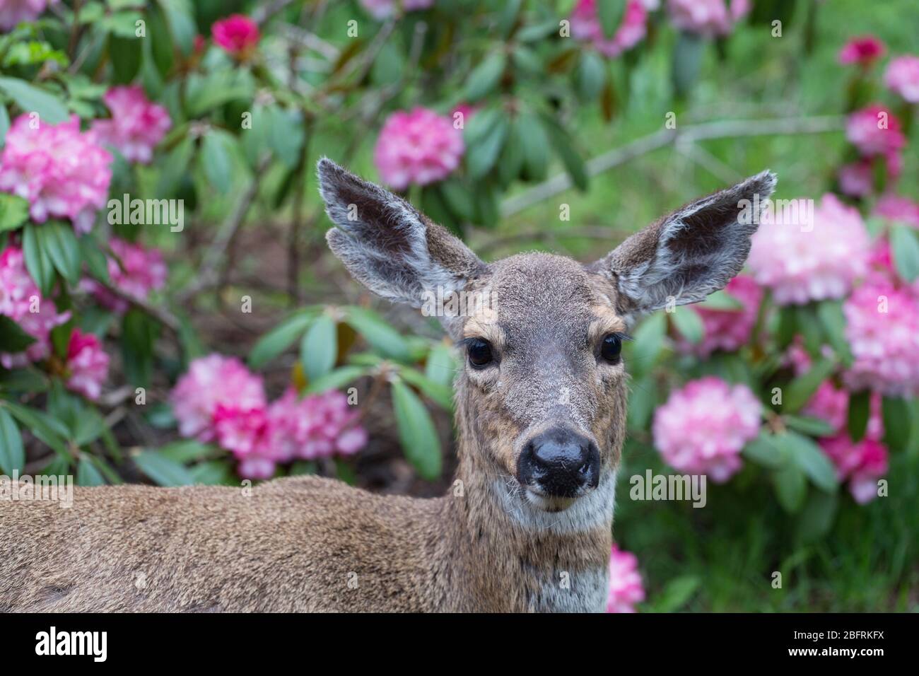 Neben hirsch lebensraum -Fotos und -Bildmaterial in hoher Auflsung  Alamy