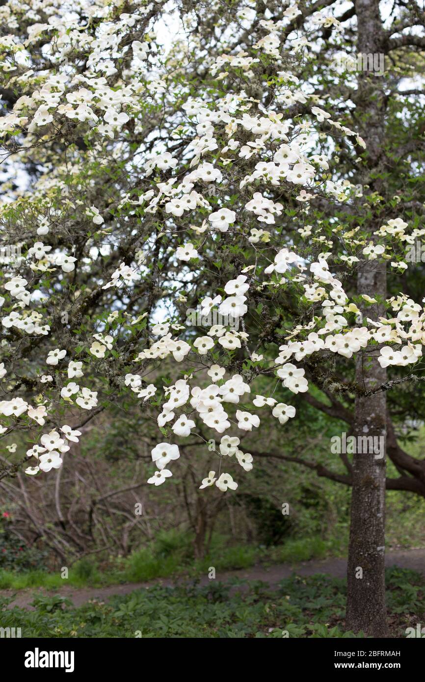 Cornus nuttallii × Cornus florida - Eddie's White Wonder Hundebaumholz. Stockfoto