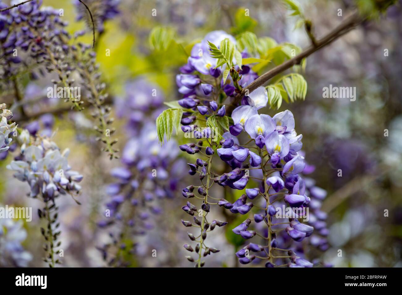 USA Wisteria Fabaceae blau lila Blüten im Frühjahr in Maryland Stockfoto