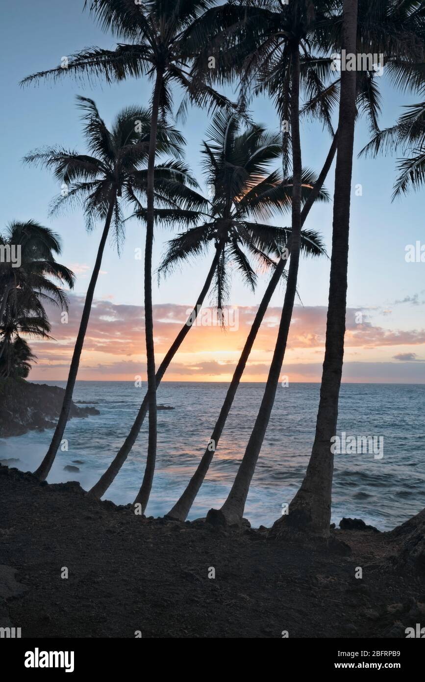 Sonnenaufgangs Silhouetten die Palmenlandschaft entlang der Puna Küste auf der Big Island von Hawaii. Stockfoto