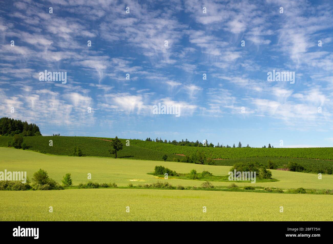 Altocumulus Quallen Wolken über dem üppigen pastoralen Farmland von Marion County, in Oregon Willamette Valley Stockfoto