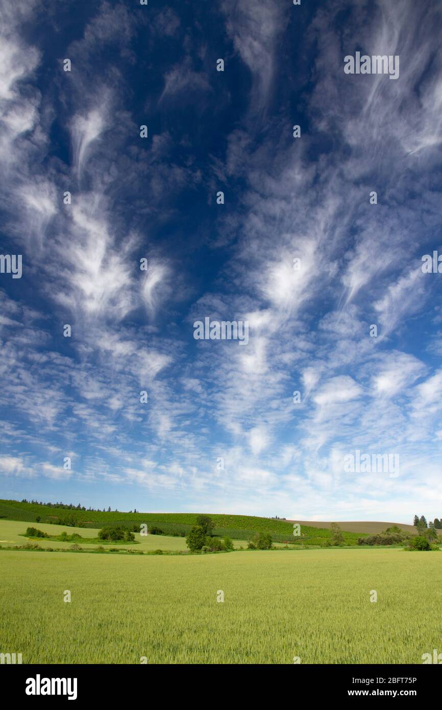 Altocumulus Quallen Wolken über dem üppigen pastoralen Farmland von Marion County, in Oregon Willamette Valley Stockfoto