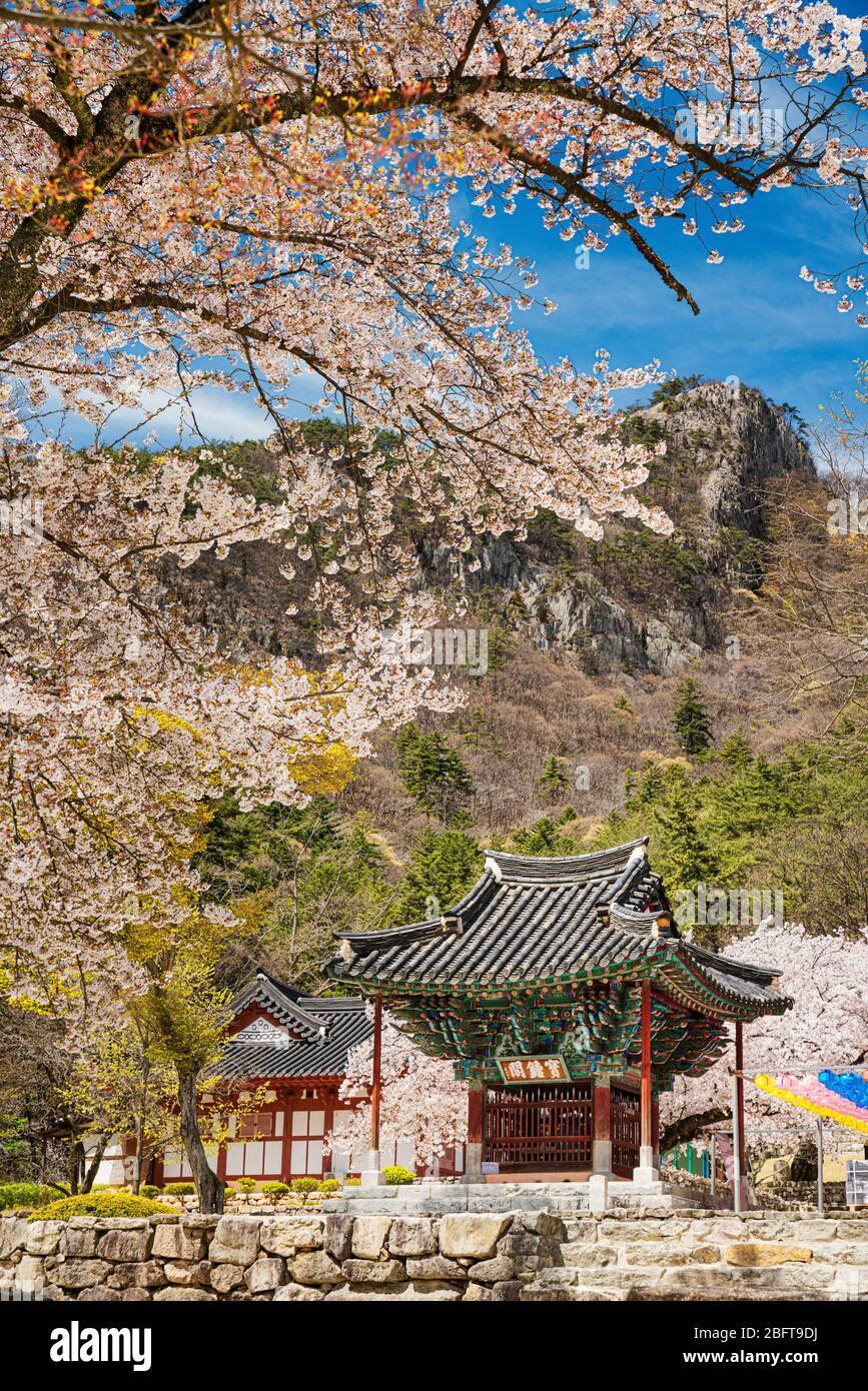 Byeonsanbandao National Park, Korea - 13 APRIL 2020: Naesosa ist ein kleiner, aber schöner Tempel, der in einem Tal des Byeonsanbandao National Park versteckt ist. Stockfoto