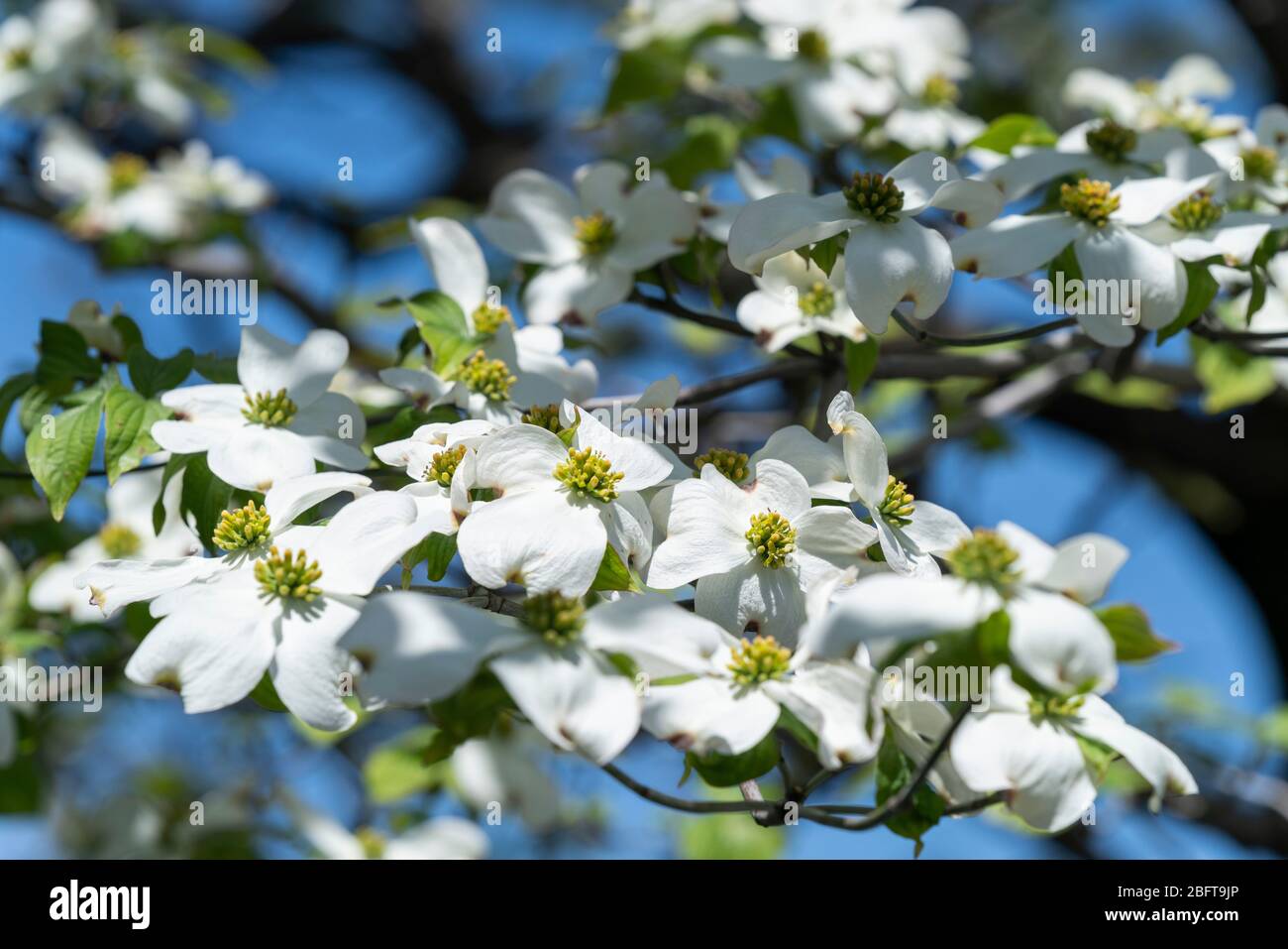 Blühender Hundehuh (Cornus florida), Isehara City, Präfektur Kanagawa, Japan Stockfoto