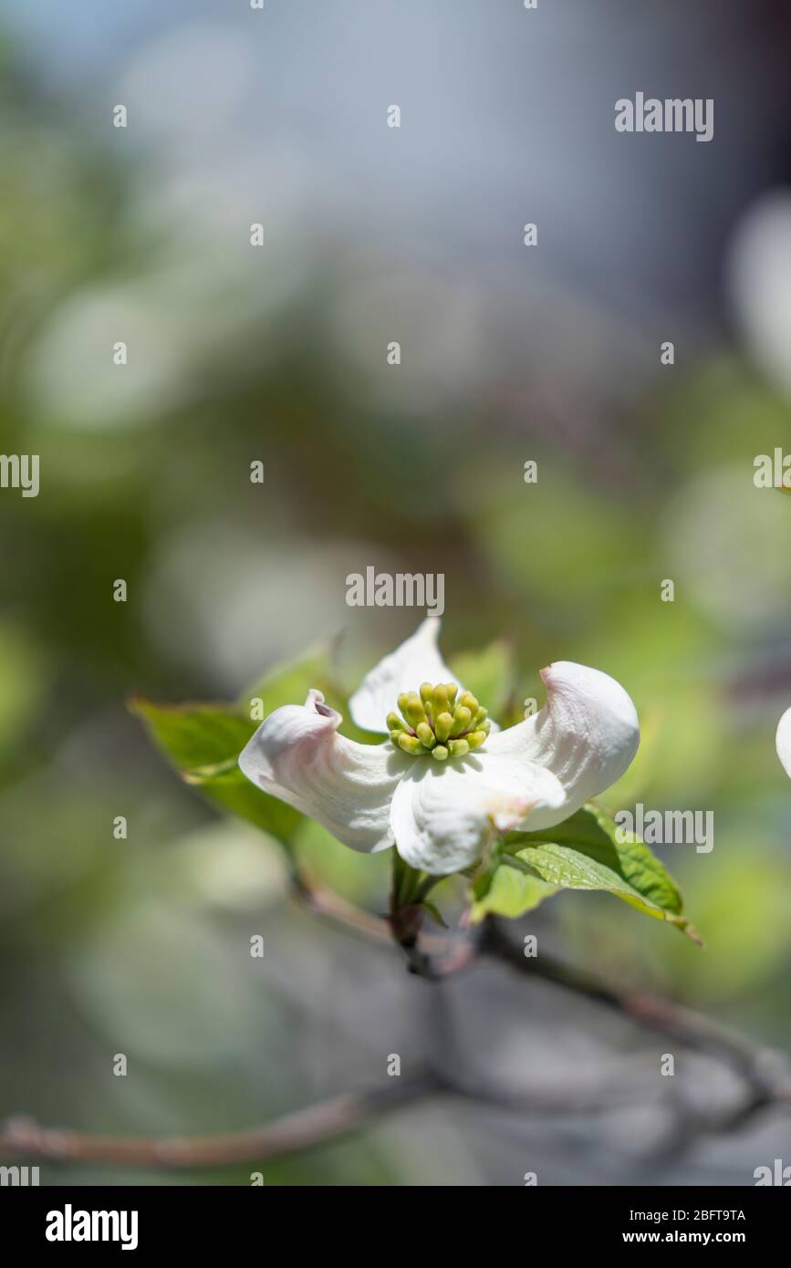 Blühender Hundehuh (Cornus florida), Isehara City, Präfektur Kanagawa, Japan Stockfoto