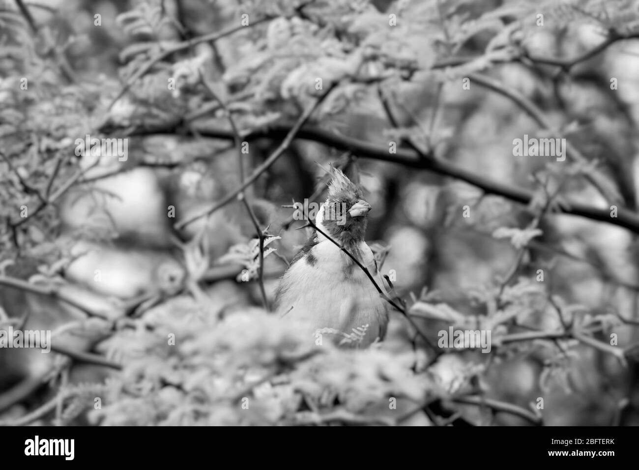 Rot-gekrestete Kardinal in schwarz-weiß Stockfoto