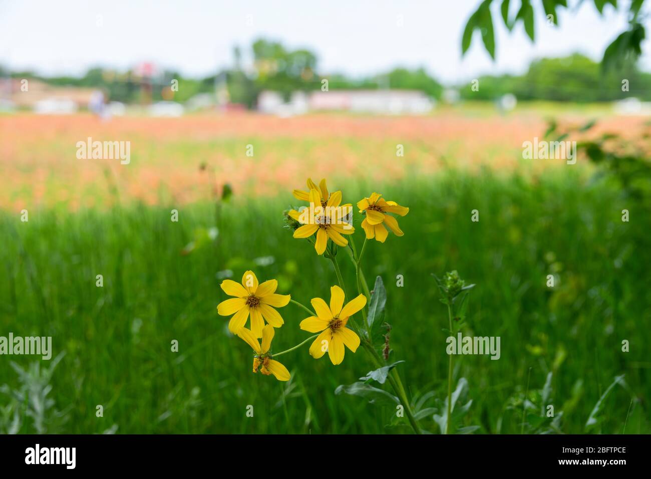 Eine Gruppe von leuchtend gelben Whorled Tickseed Blüten, die in etwas grünem Gras wachsen mit einem Feld voller indischer Paintbrush Blüten, die einen cremigen Orang erzeugen Stockfoto