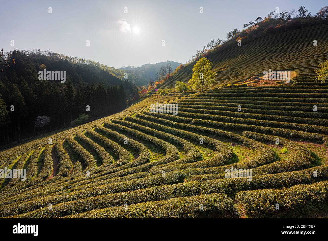 Beosong County, Südkorea - 18. APRIL 2020: Boseong County ist die Heimat der am höchsten produzierenden Teefelder in Korea, bekannt für die Qualität des Grüns Stockfoto