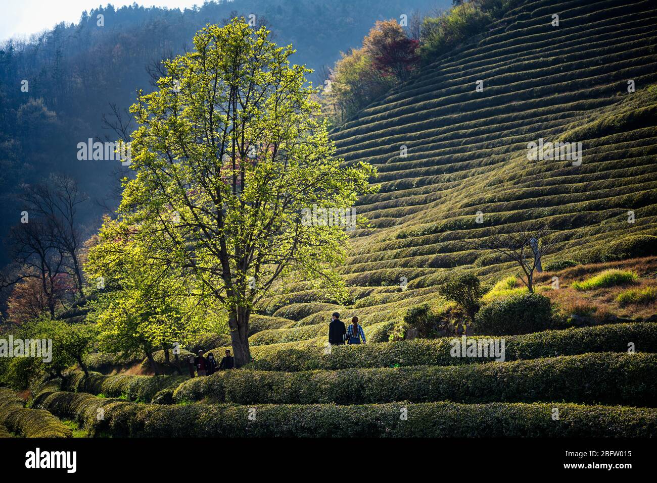 Beosong County, Südkorea - 18. APRIL 2020: Boseong County ist die Heimat der am höchsten produzierenden Teefelder in Korea, bekannt für die Qualität des Grüns Stockfoto