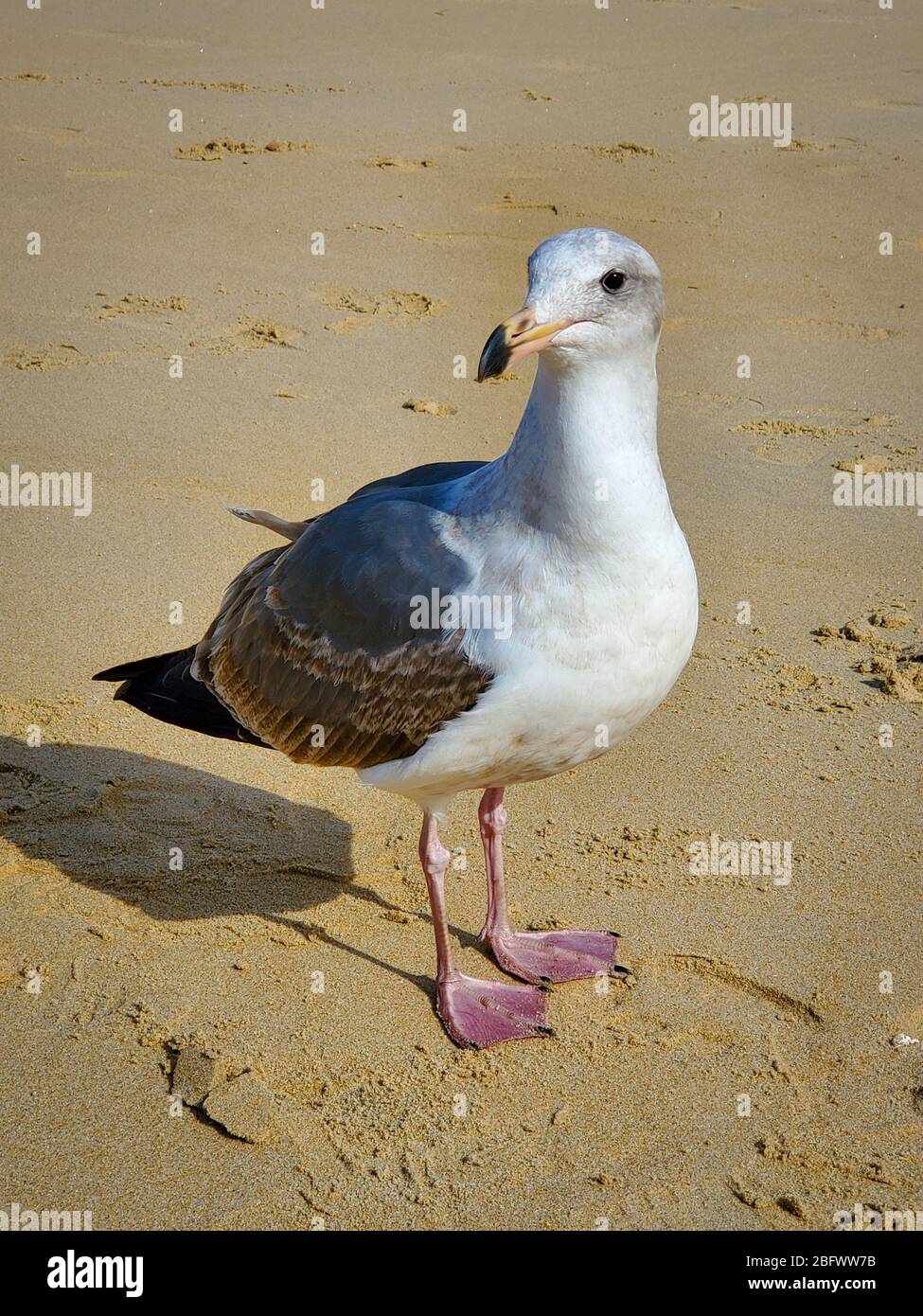 Eine Möwe an einem kalifornischen Sandstrand Stockfoto