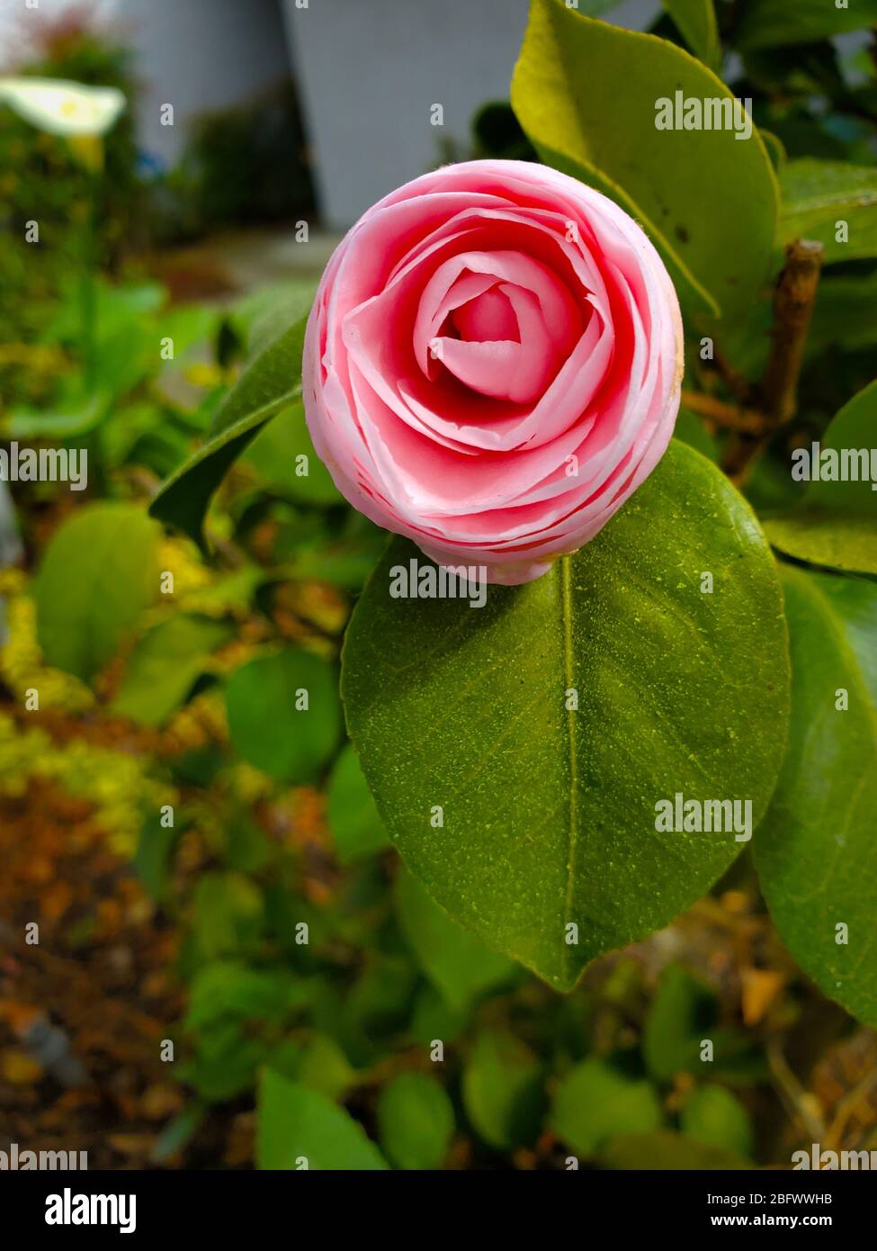 Eine rosa Rose, die in einem grünen Garten blüht Stockfoto