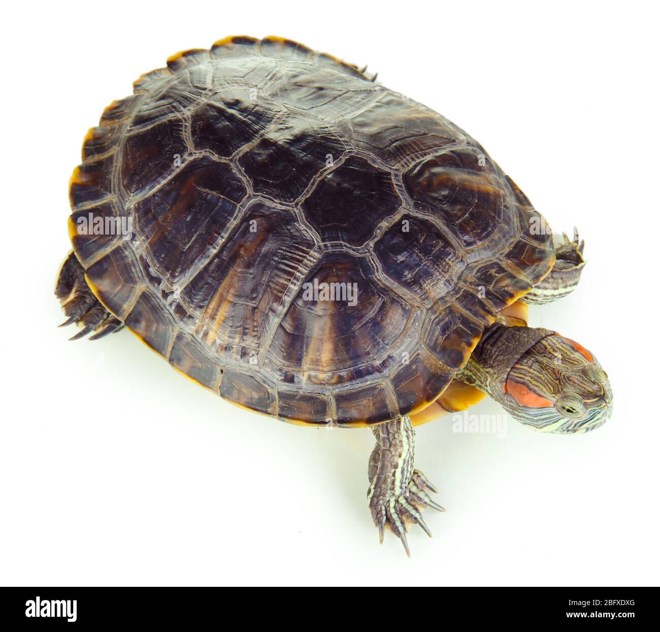 Rote Ohrschildkröte isoliert auf weiß Stockfoto