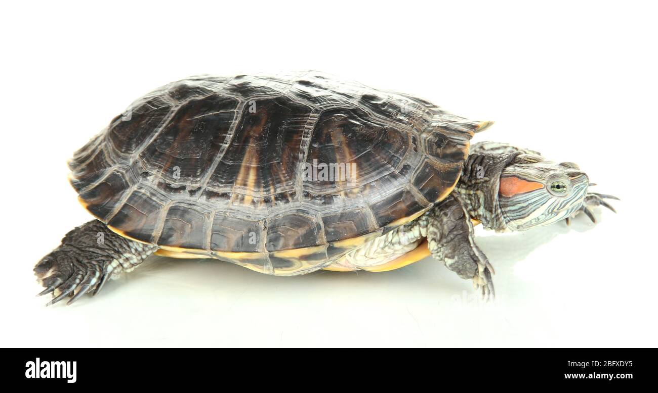 Rote Ohrschildkröte isoliert auf weiß Stockfoto