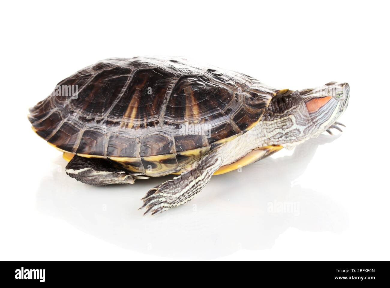 Rote Ohrschildkröte isoliert auf weiß Stockfoto