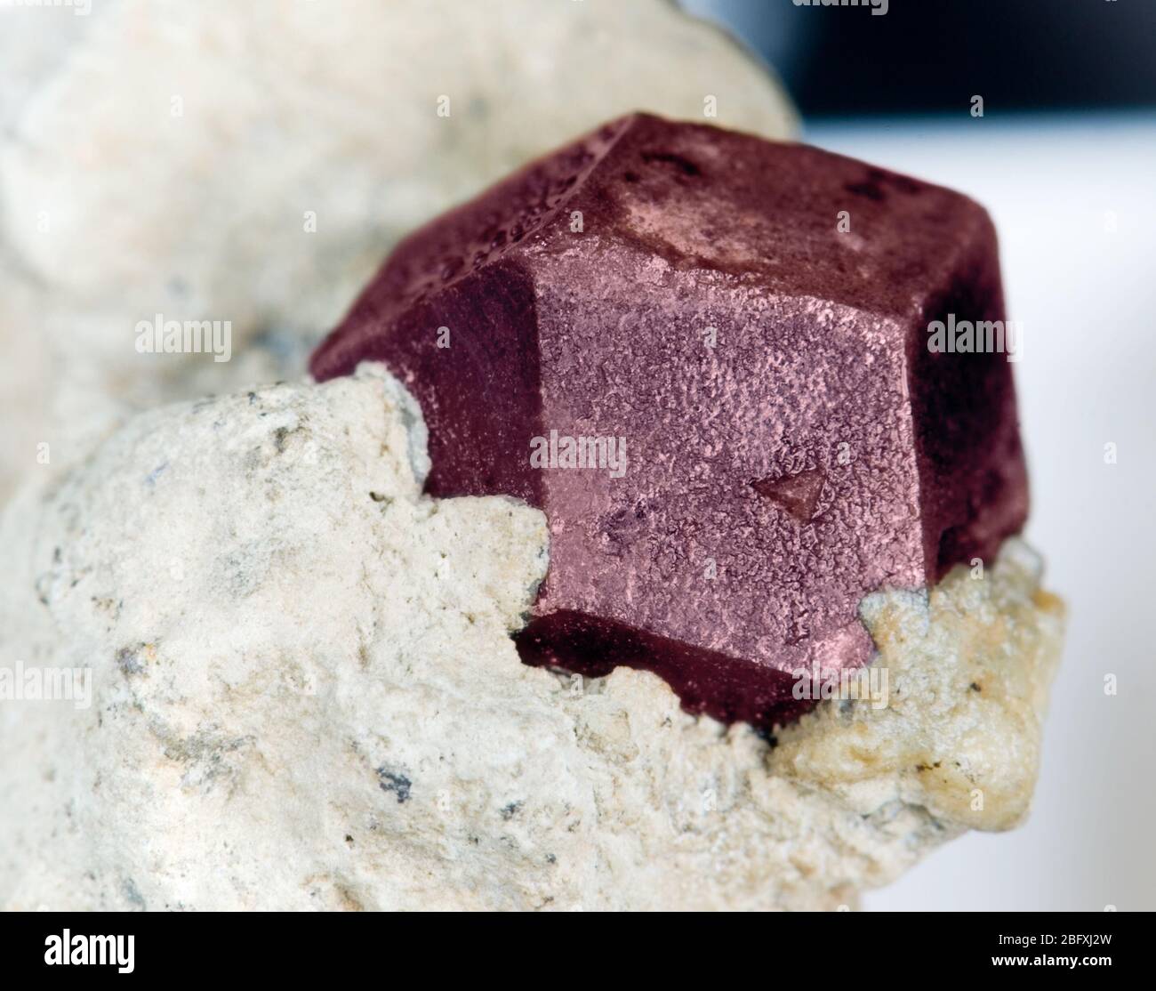 Einzelkristall aus natürlichem dunkelrotem Edelstein Granat Almandine auf Matrix Nahaufnahme, Sammlerstück Stockfoto