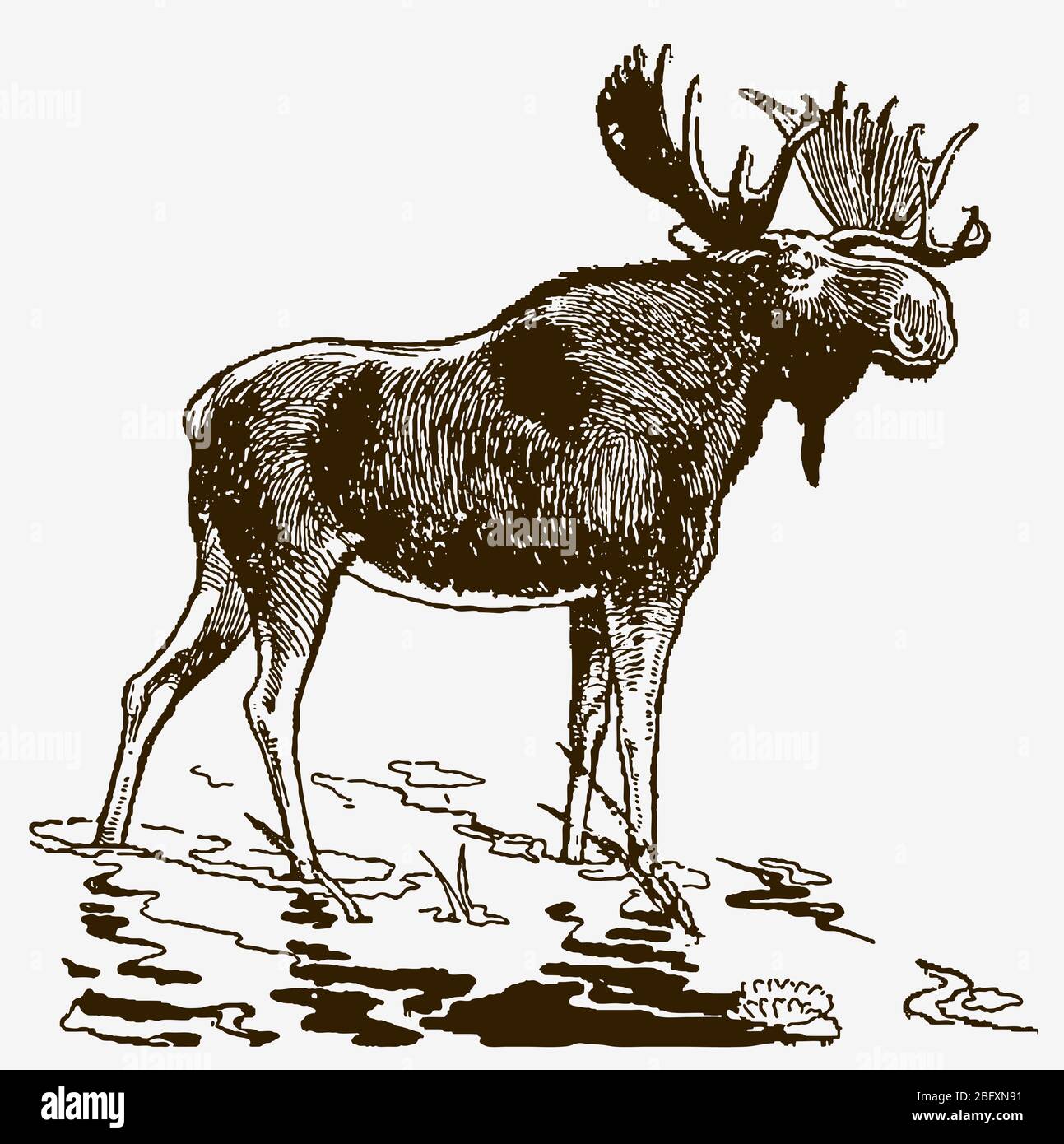 Stierelgans im flachen Wasser. Illustration nach einem historischen Stich aus dem frühen 20. Jahrhundert Stock Vektor