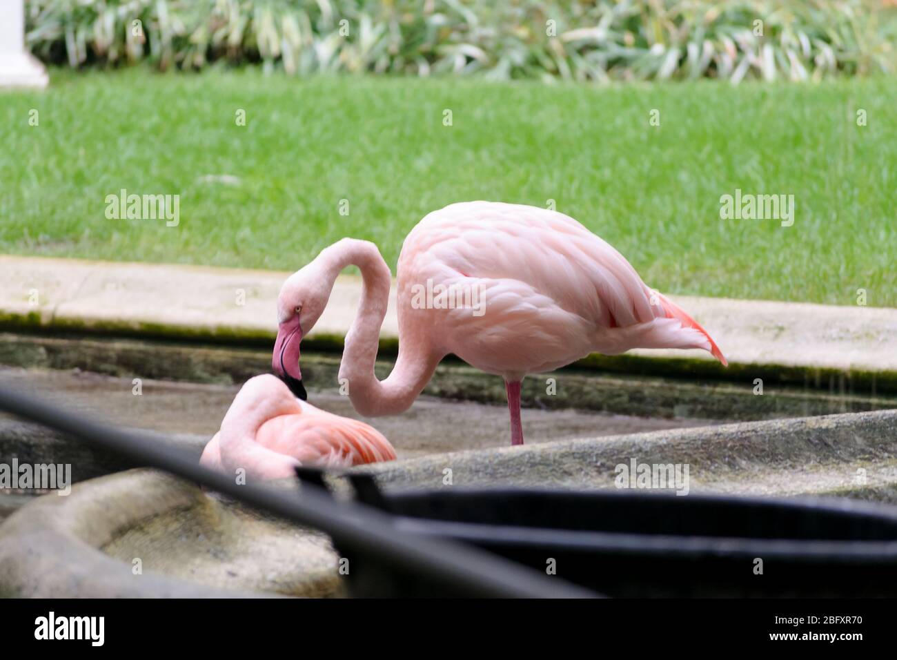 Rosa Flamingos in einem Brunnen in der Villa Invernizzi, einem