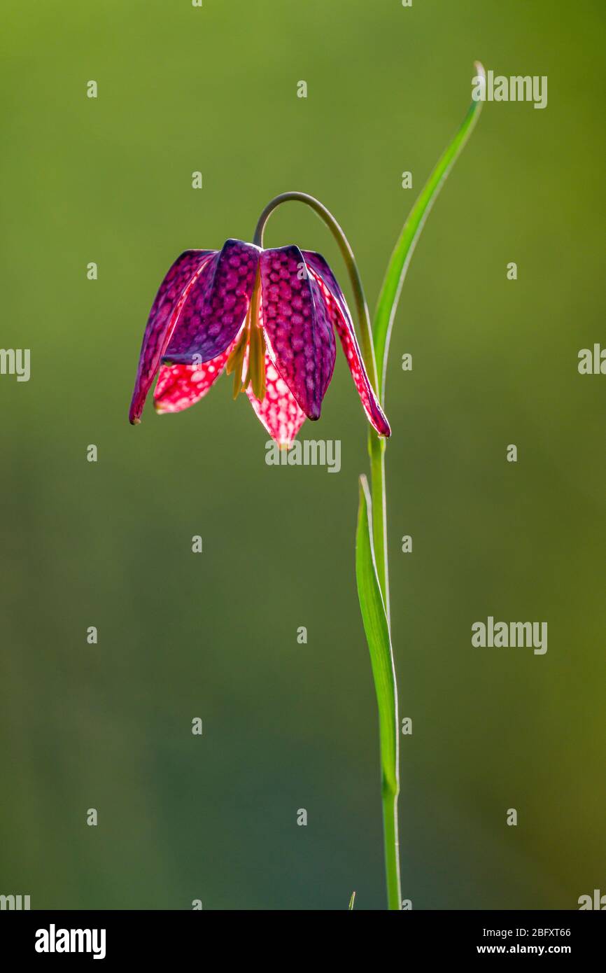 Der Kopf einer violetten Schlange, die Schachblume (Fritillaria meleagris) blüht Stockfoto