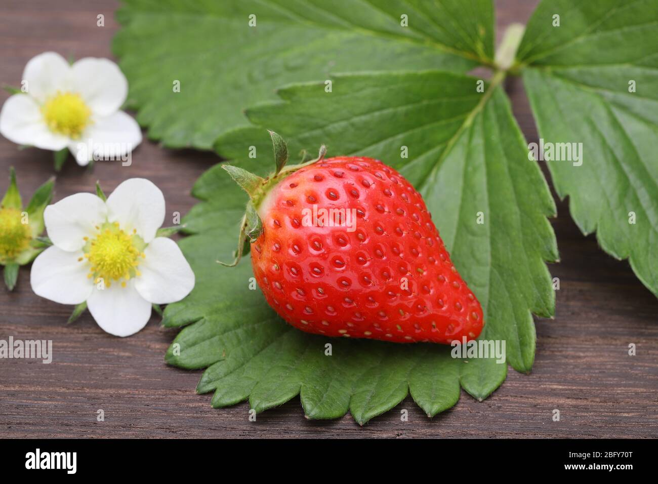 Frische rote Erdbeere mit Blume auf dunklem Holztisch Stockfoto