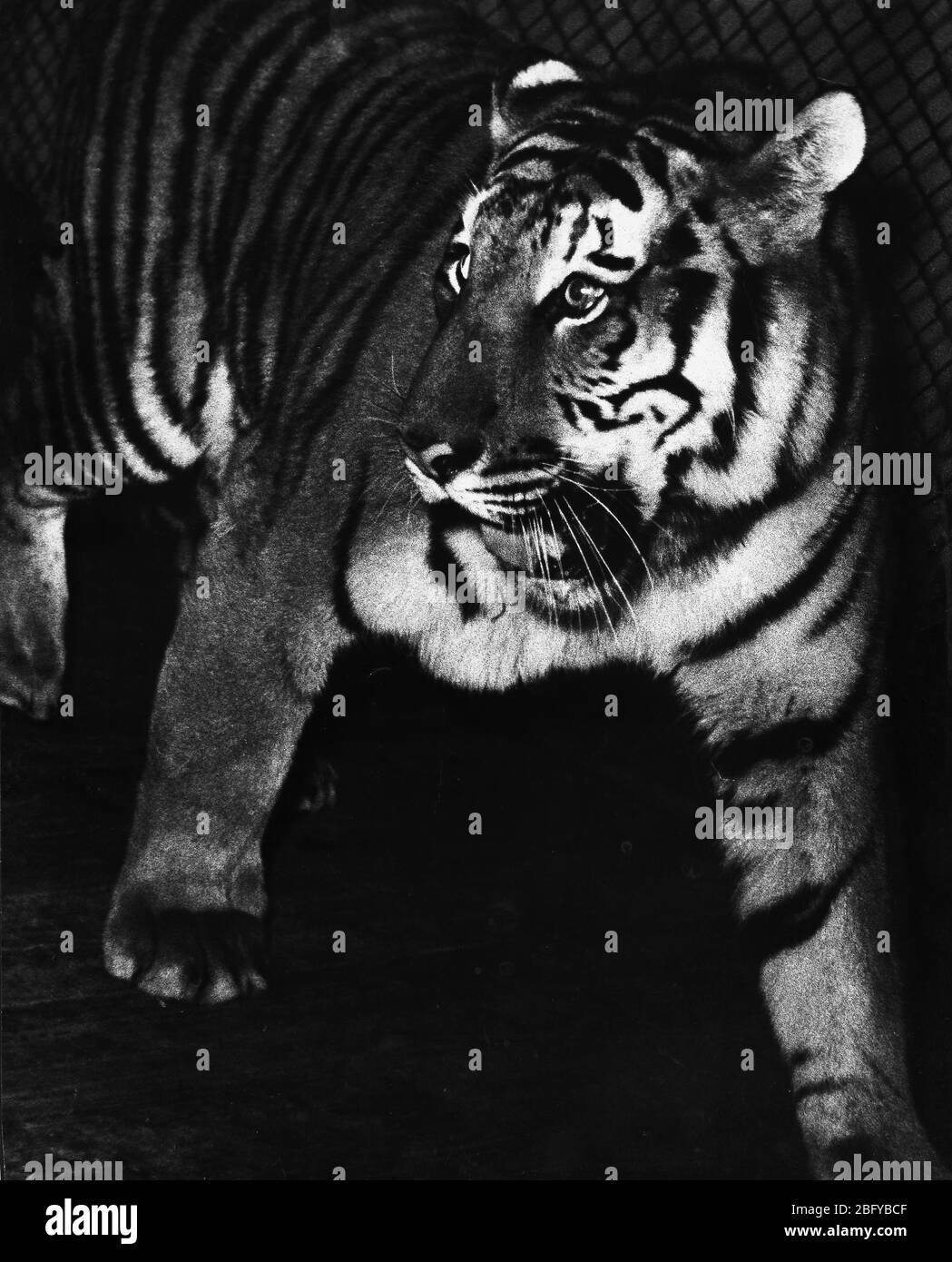 Tiger Shantou Guangdong 1961 Tiger Säugetier fleischfressende Katze panthera Stockfoto