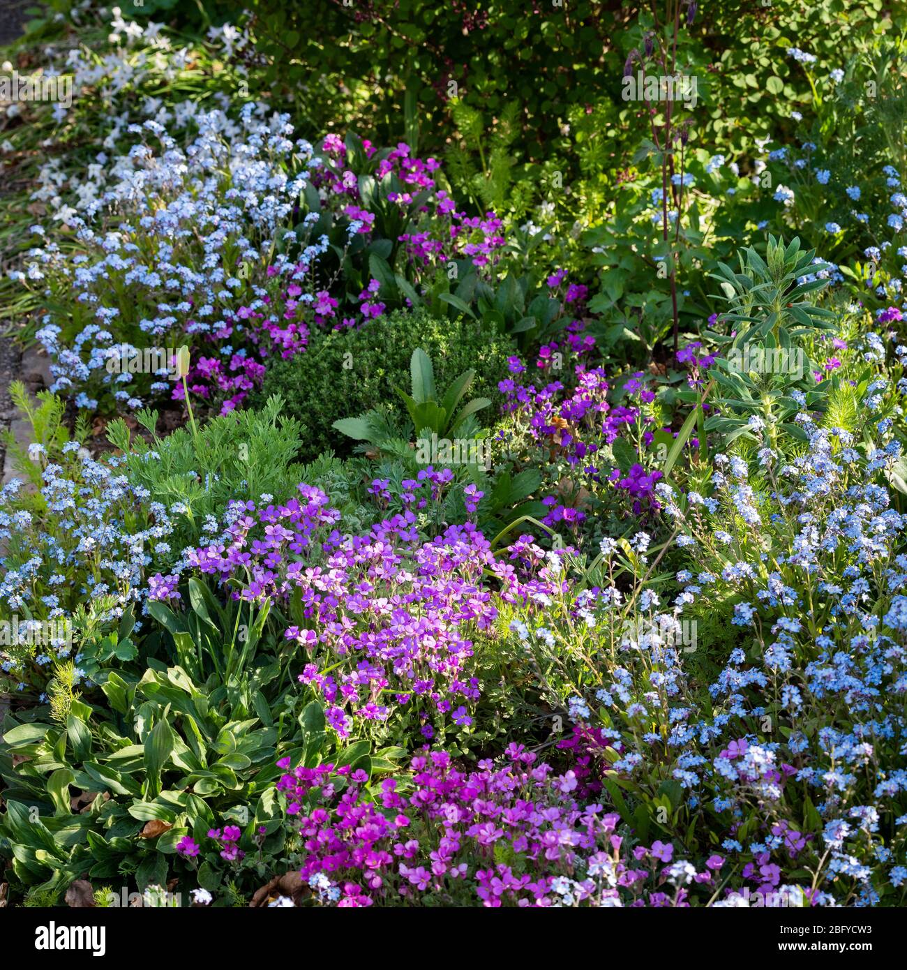 Ein Frühlingsblumenbett mit lila Aubretia Royal Series und blauen Vergissmeinnicht ( Myosotis sylvatica ) in bedappelten Schatten. Stockfoto