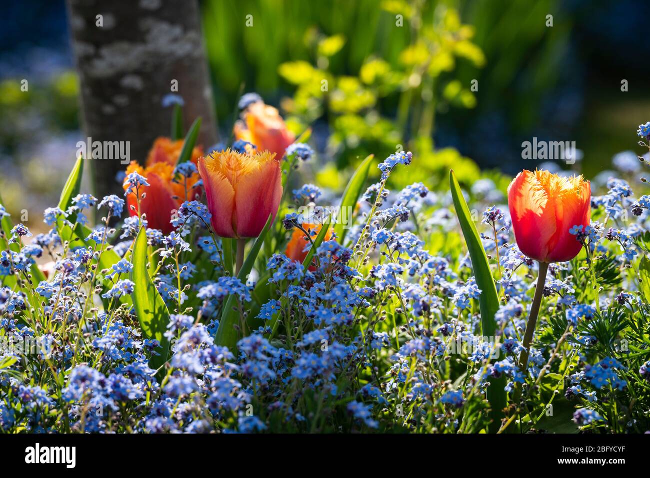 Orange und gelb umsäumte Hybride Tulpen, einzeln früh, von der Sonne hinterleuchtet in einem Bett aus Vergissmeinnicht. Stockfoto