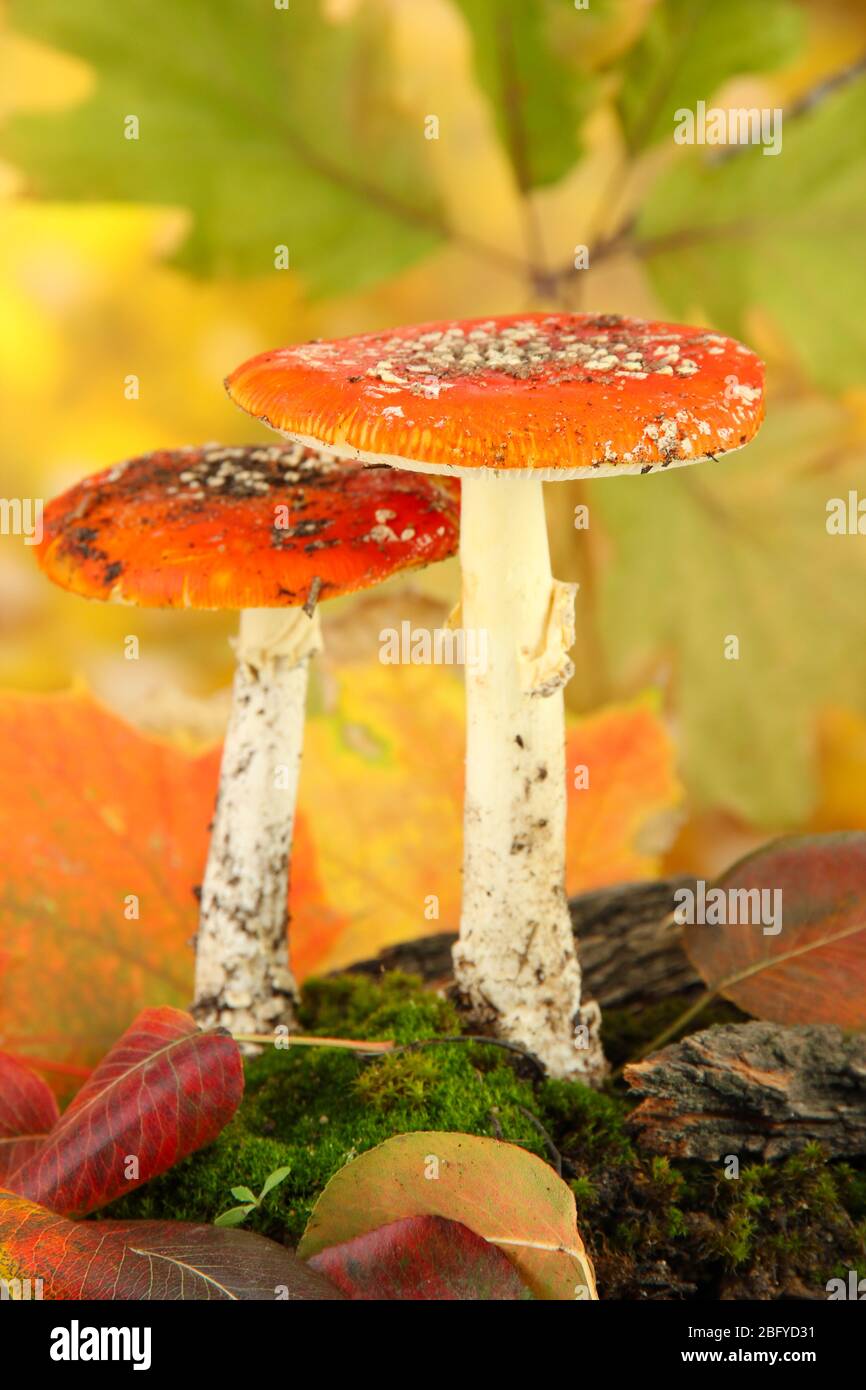 Rote amanitas mit Moos, auf herbstlichem gelbem Hintergrund Stockfoto