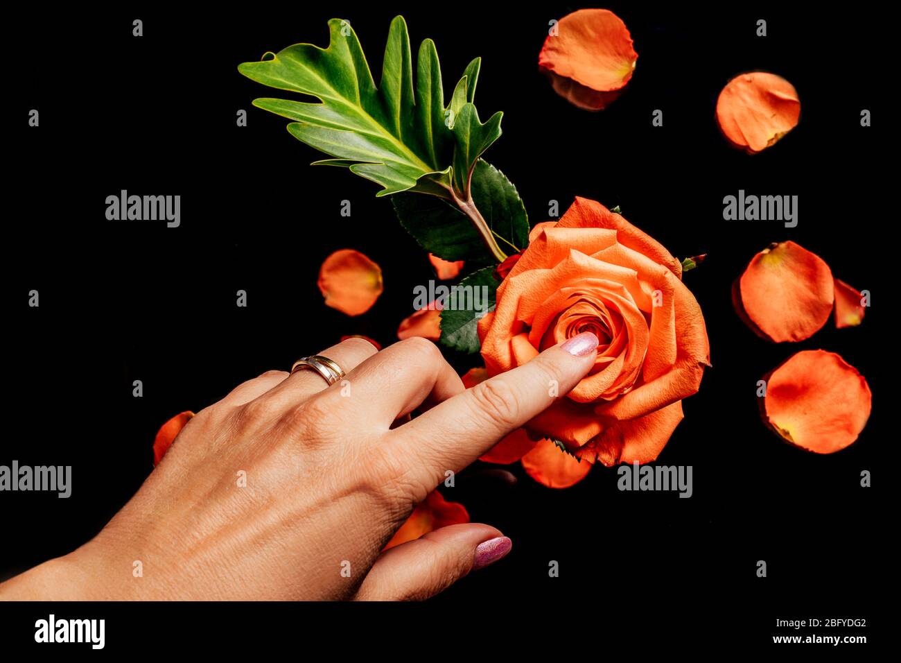 Damenhandgriffe mit Finger orange Rose auf schwarzem Hintergrund mit verschwommenen Blütenblättern und Blättern darauf, Draufsicht. Konzept der Liebe, Fürsorge und Zärtlichkeit. Stockfoto