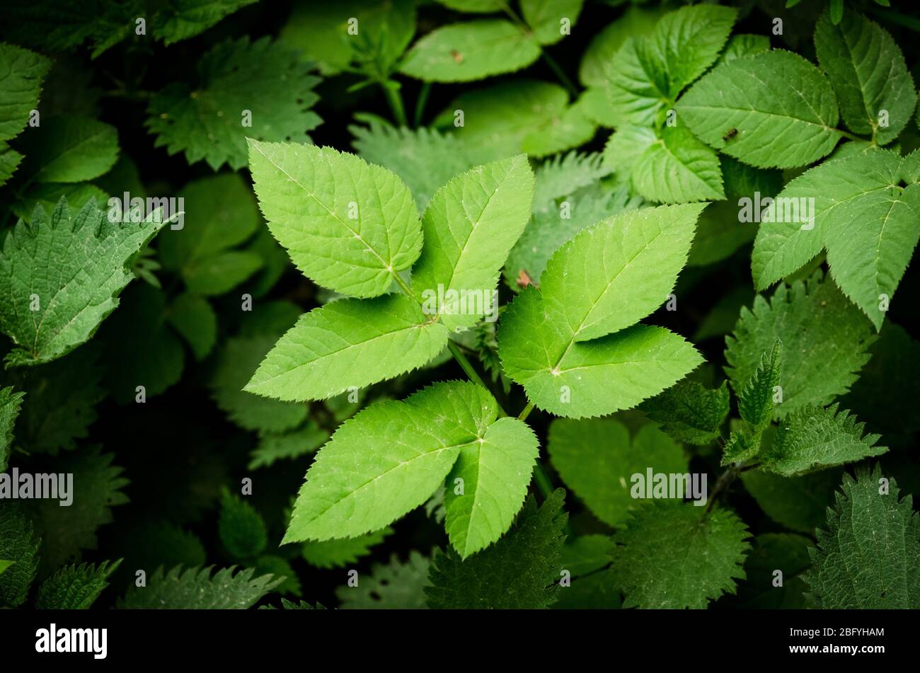 Apiales, grüne Blätter auf dem Land in Deutschland, Westeuropa Stockfoto