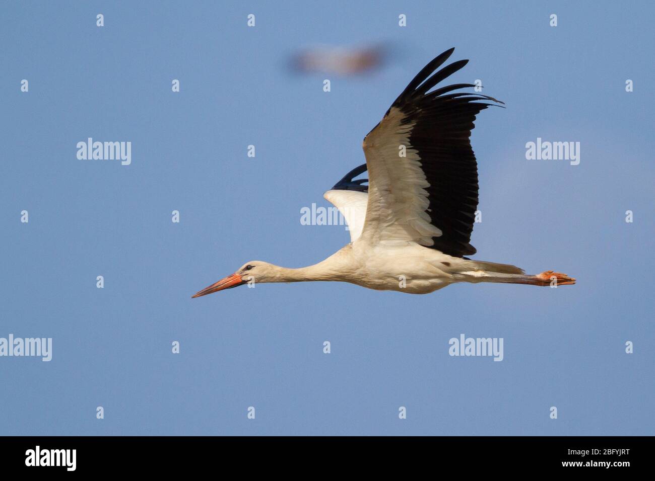 Weißstorch (Ciconia ciconia), Erwachsener im Flug, Süd-Sinai Governorate, Ägypten Stockfoto