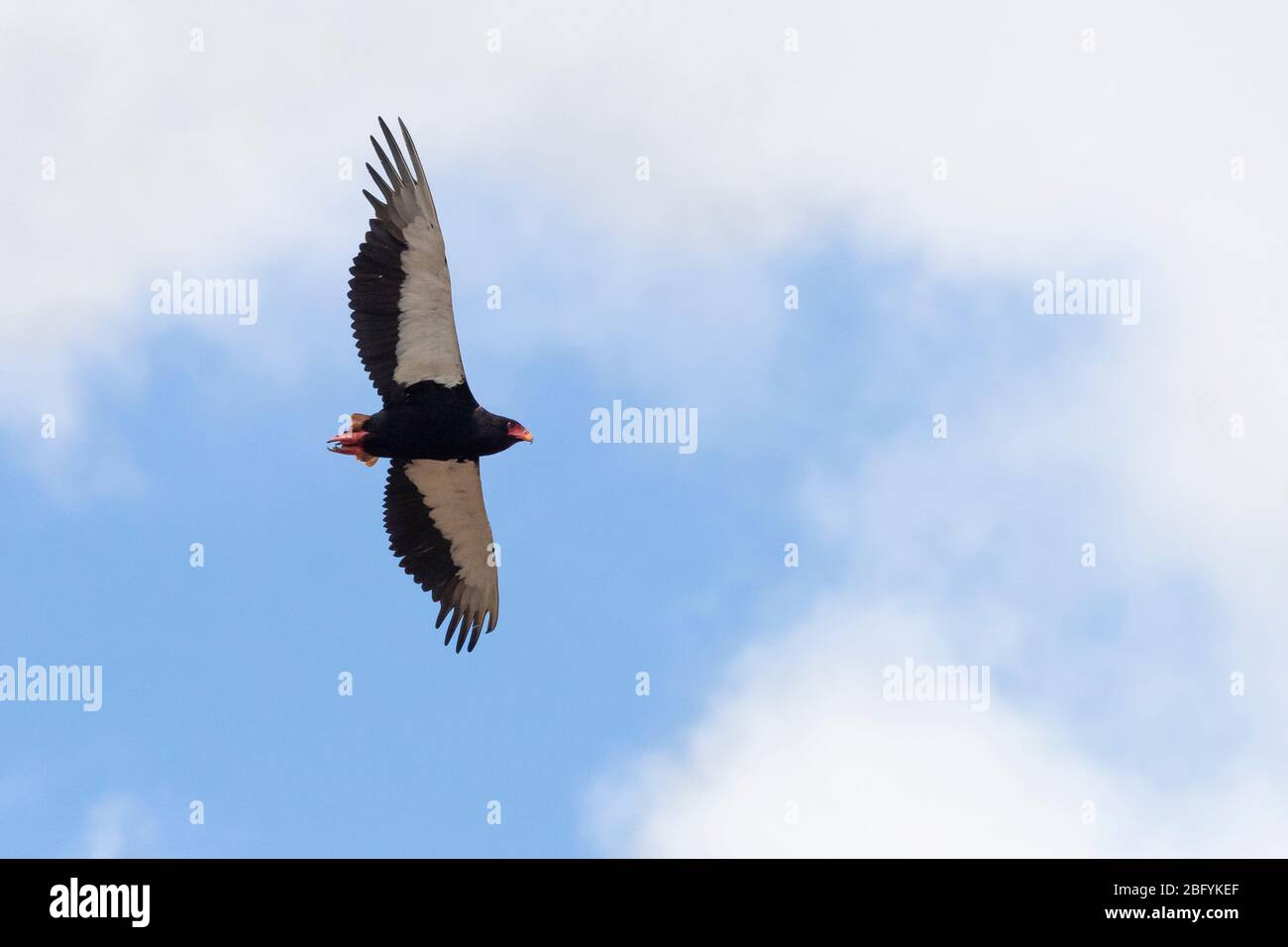Bateleur (Terathopius ecaudatus), erwachsenes Männchen im Flug von unten gesehen, Mpumalanga, Südafrika Stockfoto