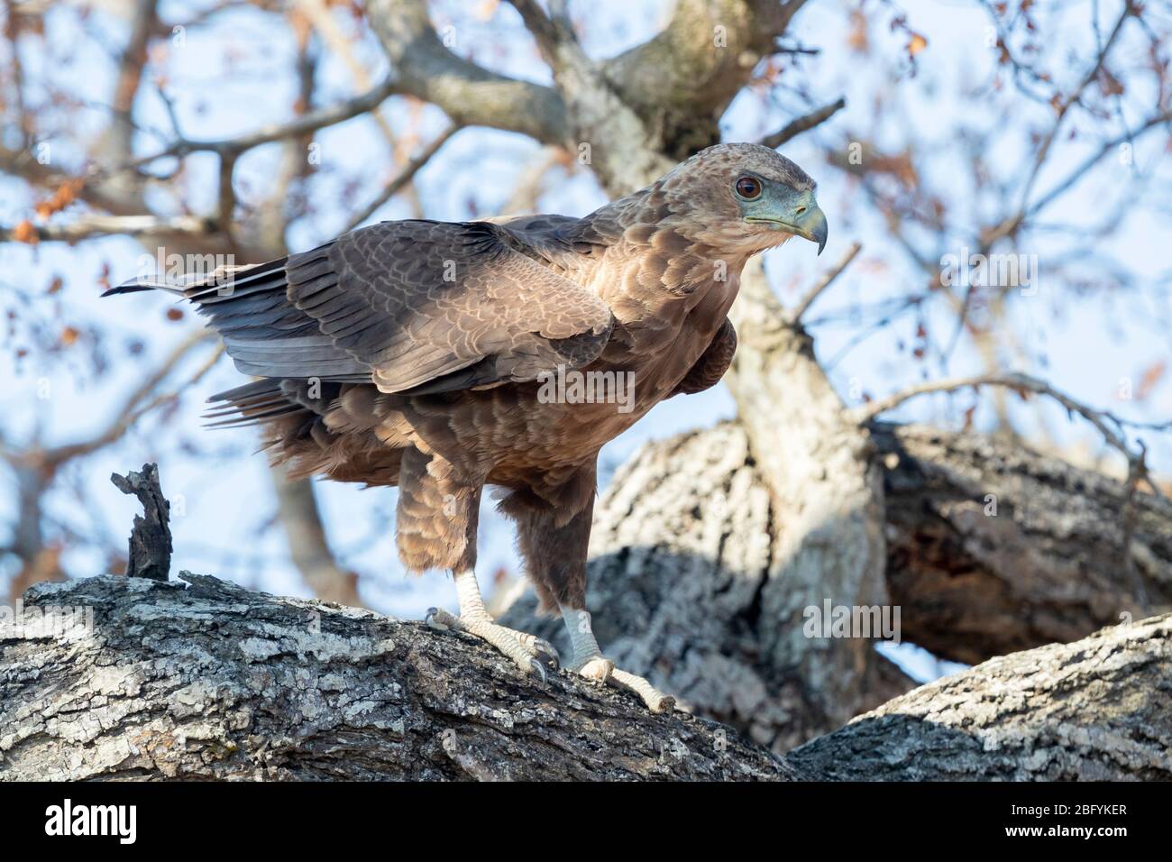 Bateleur (Terathopius ecaudatus), juvenile thront auf einem Zweig, Mpumalanga, Südafrika Stockfoto