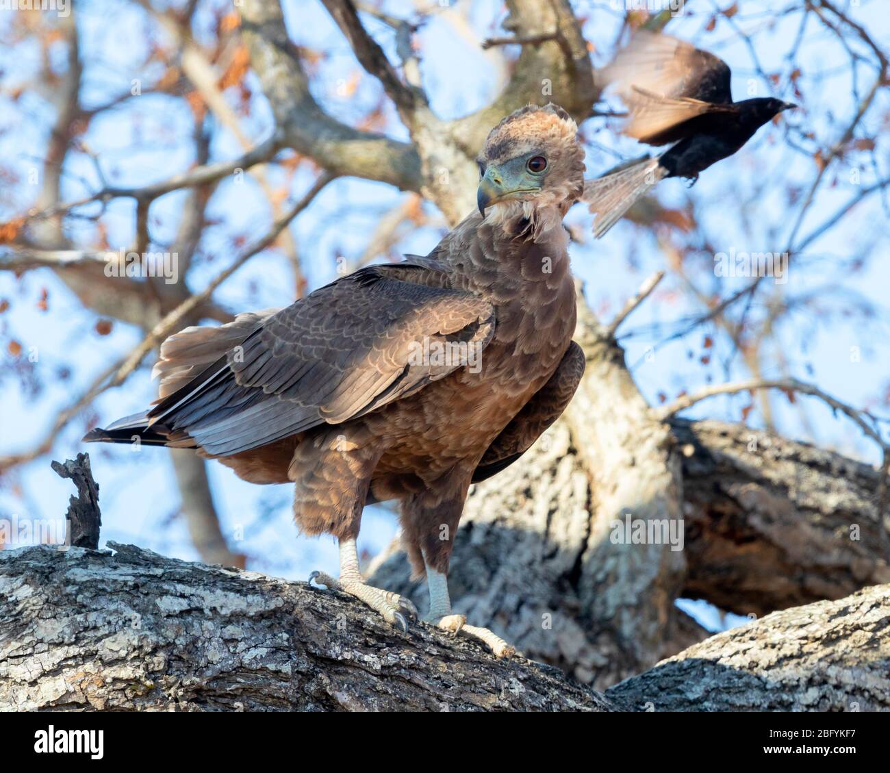 Bateleur (Terathopius ecaudatus), juvenile thront auf einem Zweig mobbed von einem Drongo, Mpumalanga, Südafrika Stockfoto