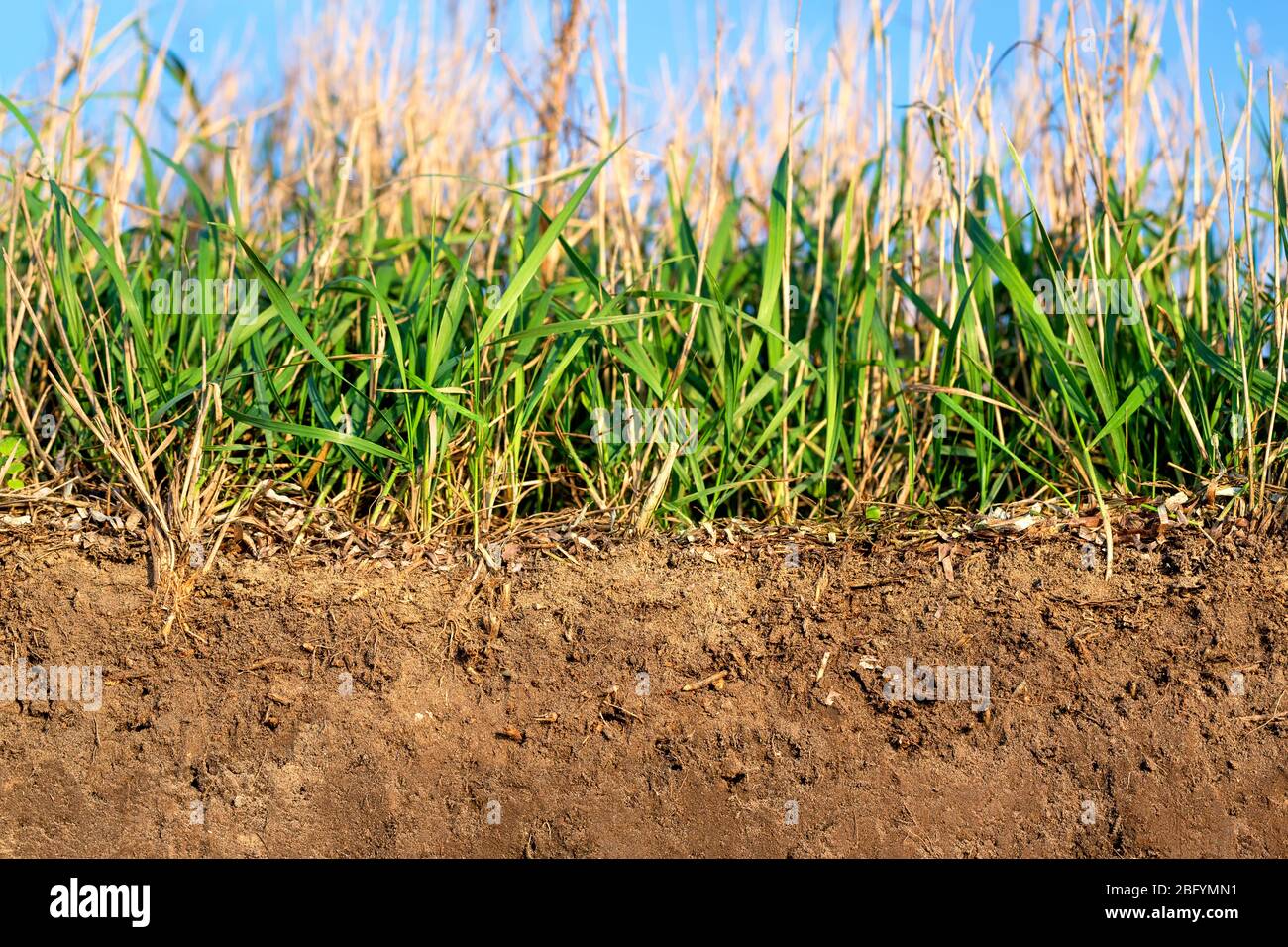 Topsoil eines Cambisol oder Inceptisols aus Till auf einer Kuppe an der Ostsee bei Heiligenhafen in Deutschland Stockfoto