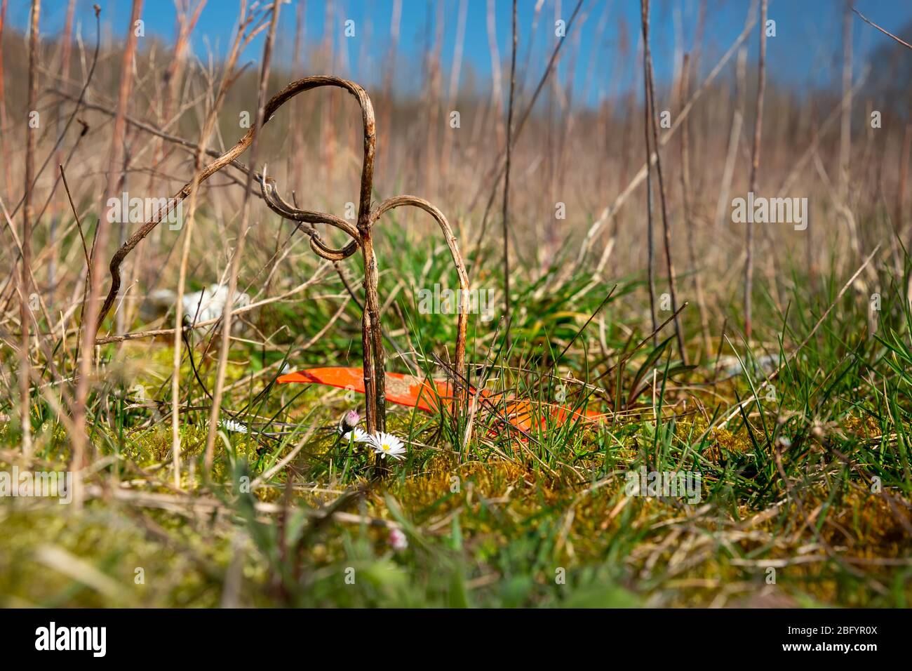 Gänseblümchen oder bellis perennis wachsen neben Plastikmüll auf einer überdachten Deponie in Bad Iburg im Nordwesten Deutschlands. Stockfoto
