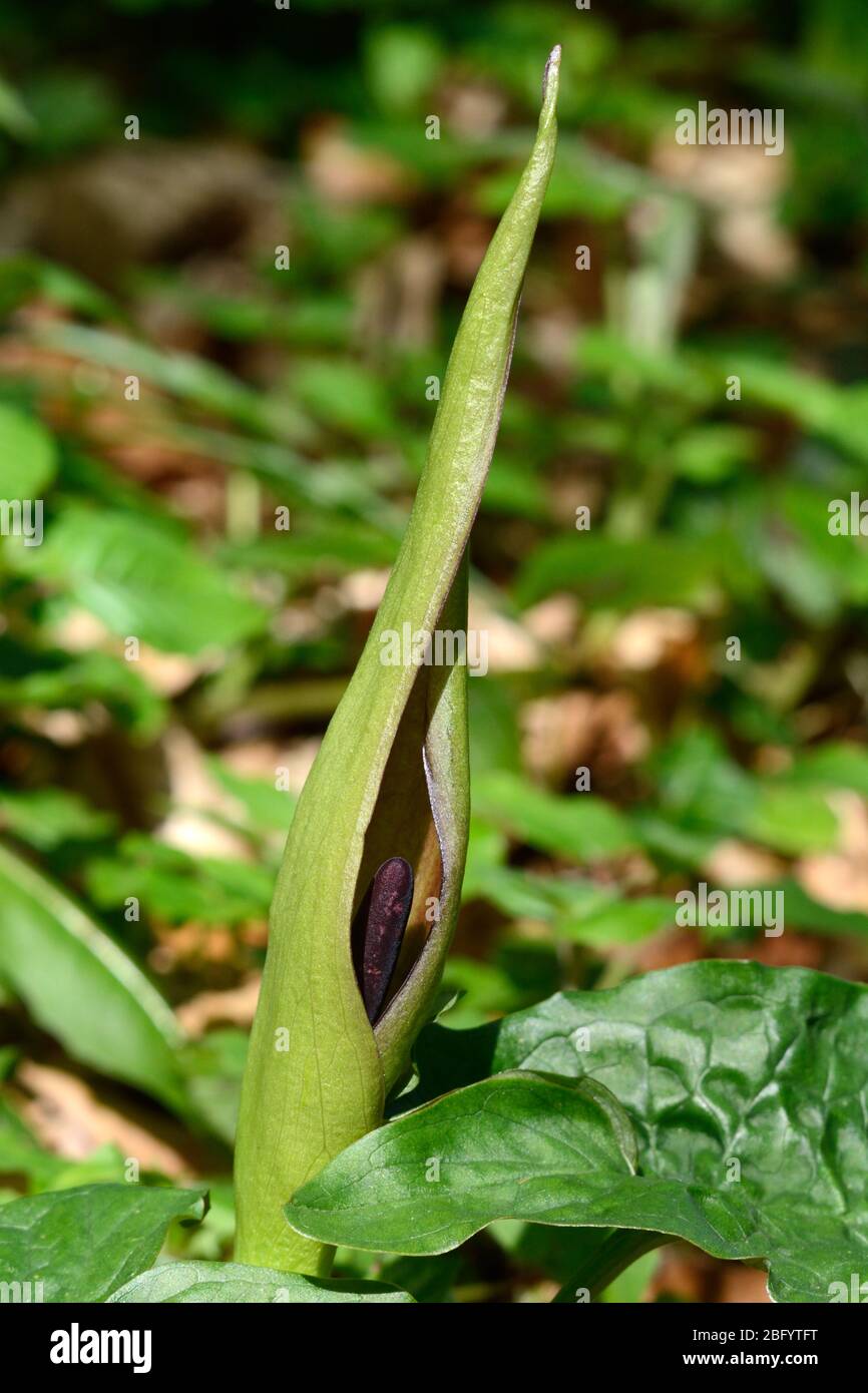 Kuckuck Pint Herren und Damen Arum maculatum Pflanze Blume wächst auf einem Waldboden Stockfoto