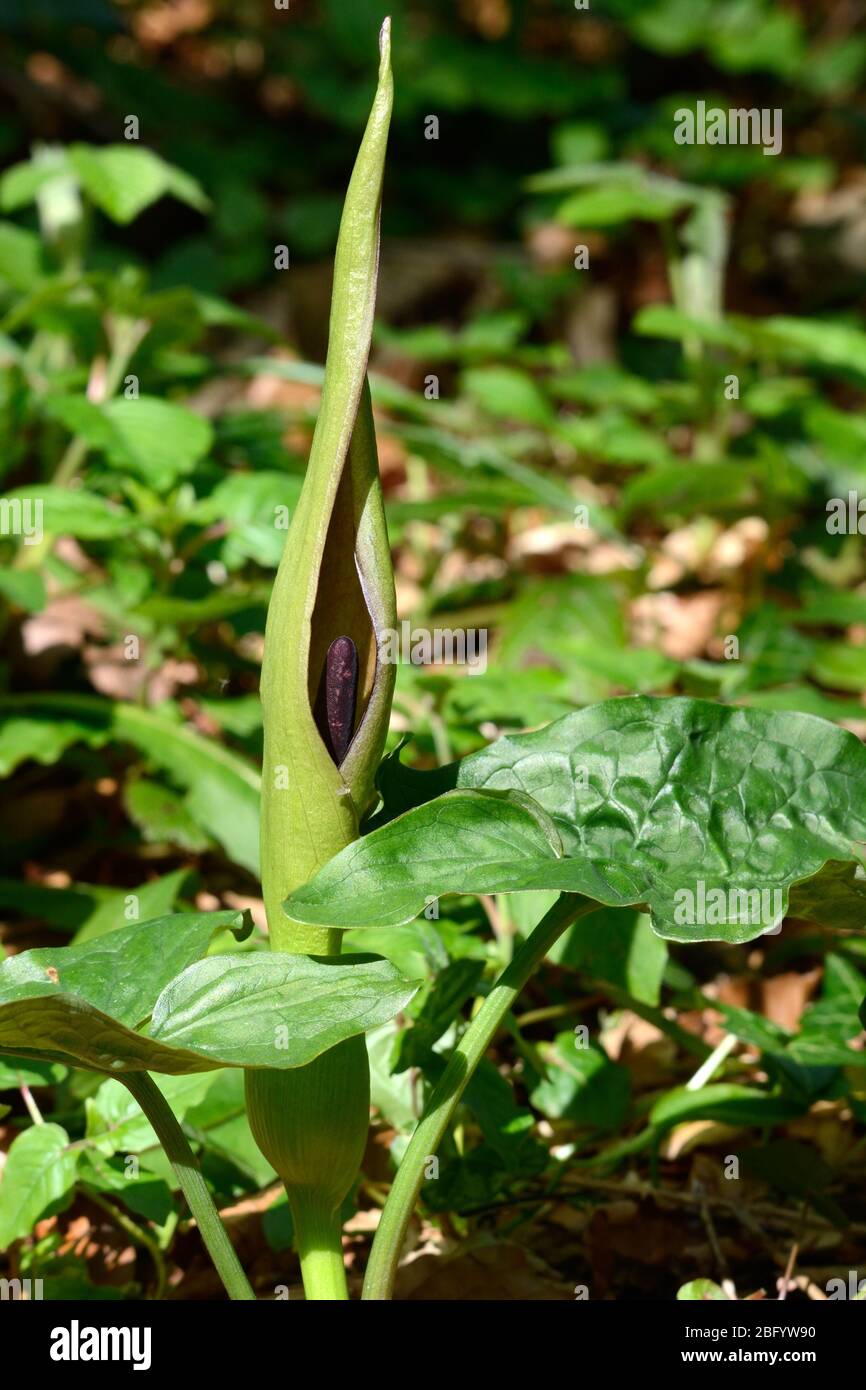 Kuckuck Pint Herren und Damen Arum maculatum Pflanze Blume wächst auf einem Waldboden Stockfoto