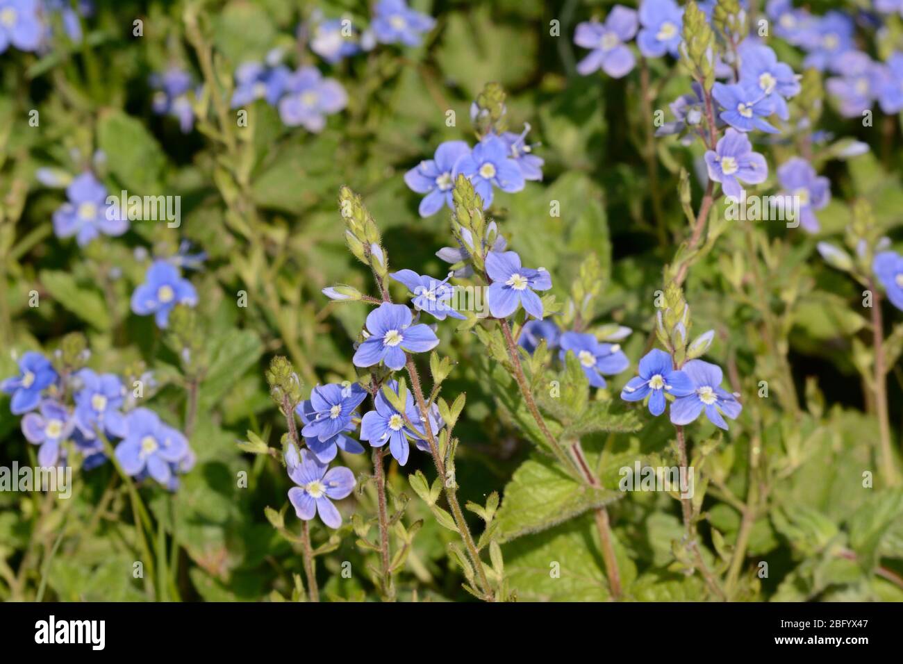 Germander Speedwell Veronica chamaedrys blaue wilde Frühlingsblume, die in einer Hecke wächst Stockfoto