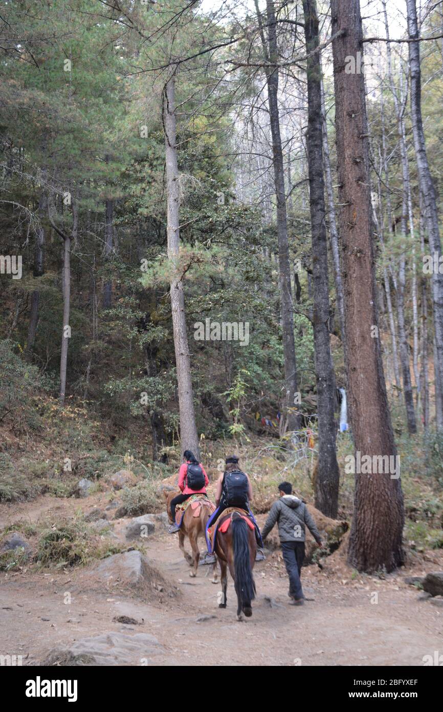 Die Wanderung zum Tiger's Nest Kloster (auch bekannt als der Taktsang Weg nach Paro Taktsang) wird manchmal zu Pferd gemacht. Stockfoto