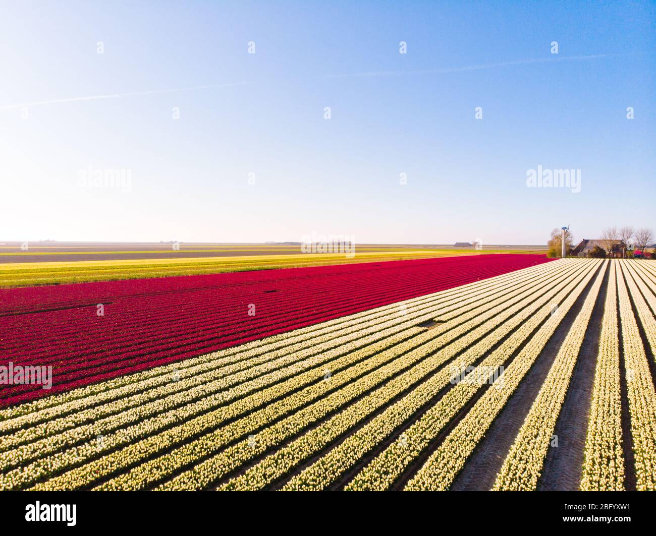 Luftdrohne fliegt über das wunderschöne farbige Tulpenfeld in den Niederlanden. Drone Ansicht der Birne Landwirtschaft Felder mit Blumen. Fliegen Sie über die holländischen Polderländer Stockfoto