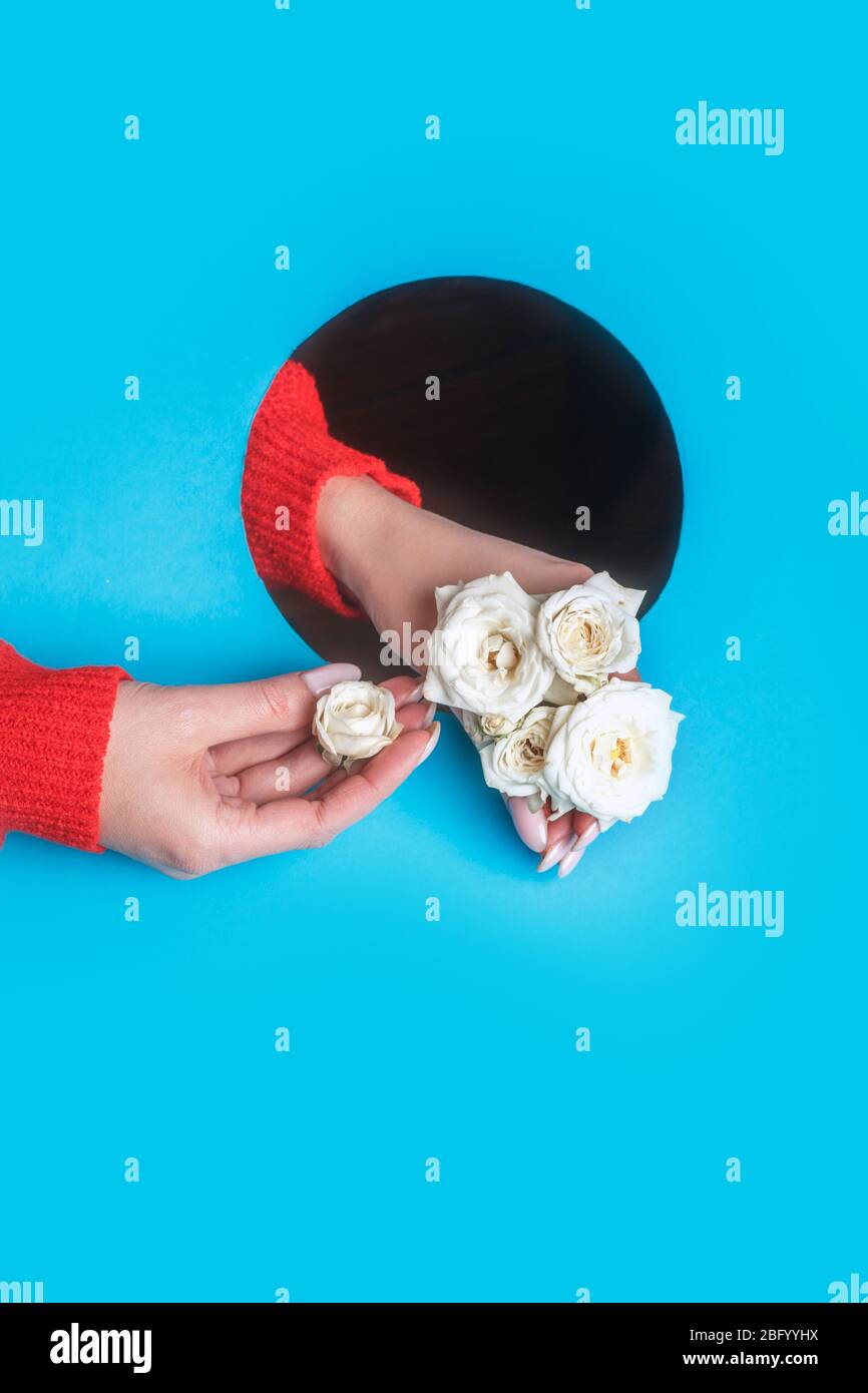 Weibliche Hand hält weiße Rosen in blauem Papierloch. Stockfoto