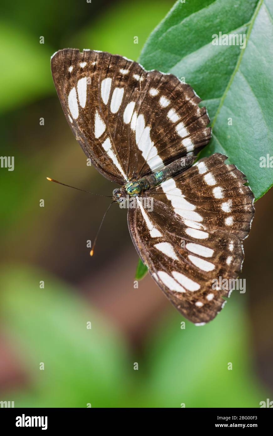 Seefahrer - Neptis hylas, schöner kleiner brauner und weißer Schmetterling aus südostasiatischen Wiesen und Wäldern, Malaysia. Stockfoto