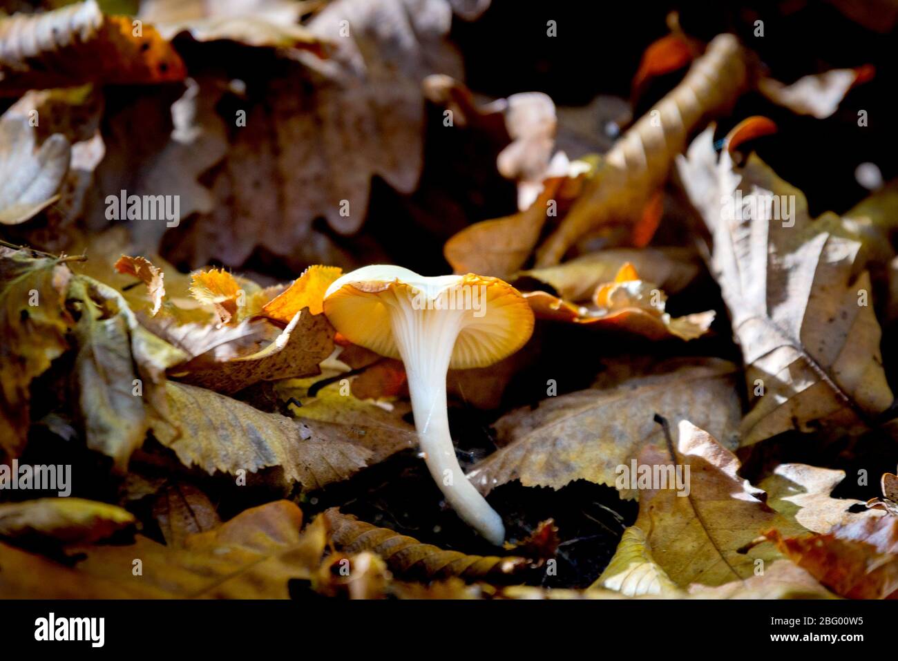 Hygrophorus agathosmus mit Blättern im wilden Wald. Stockfoto